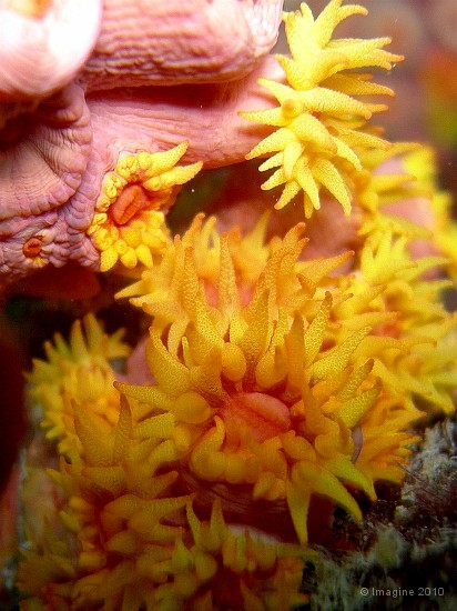 72- Polypes jaunes d'un madrepore (dendrophyllidae) - Gadji.JPG